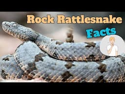 They Won't Tell You These Baffling Rock Rattlesnake Facts!