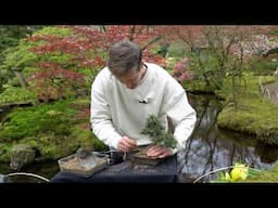 Making a Pine Bonsai tree