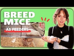 How to Breed and Raise Mice For Feeders at Home | Perfect For Reptiles and More!