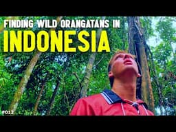 Exploring The Indonesian Jungle For Wild Animals 🇮🇩