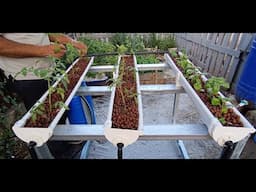 DIY automated hydroponic system at home