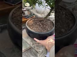 Cung cấp Bonsai hoa hồng chơi tết 2025 .                                    Liên hệ :097732499