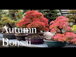 Autumn Walk About - Greenwood Bonsai