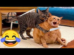 Funniest Animals 2024: 😺 Funny Cat and Dog Videos 🐈 Life Funny Pets 😸 Part 4