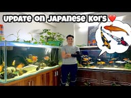 *UPDATE on  my Japanese Koi Fish* | Showa Koi Fish | Utsuri Koi Fish | Aka Matsuba Koi Fish