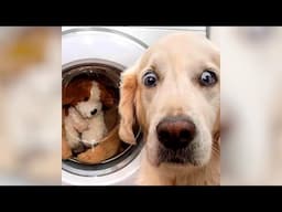 Most hilarious DOGS that will make you LAUGH