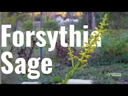 Forsythia Sage: A Bold Pollinator Magnet for Texas Gardens 🌼