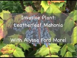 Invasive Plant: Leatherleaf Mahonia