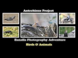 Benalla Photography Adventure: Breeding Season