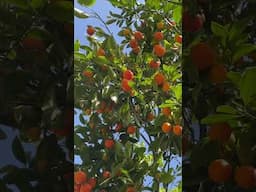 Calamansi in our garden in Los Angeles 🌱🍊 #shorts #calamansi #gardening #gardenideas #garden