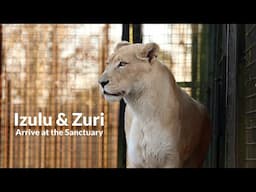 Izulu and Zuri arrive at The Big Cat Sanctuary