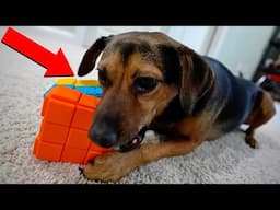 ULTIMATE DOG PUZZLE CHALLENGE!