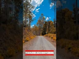 Tahune Adventures | Pine Walk | Airwalk | Best Place in Tasmania #tasmania #lifeinaustralia