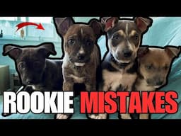 5 Rookie Mistakes Pit Bull Puppy Owners Make and How to Fix Them!