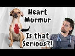 Your dog has a heart murmur, are medications needed?