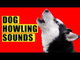 Dog Howling Sounds to Make your Dog Howl (Guaranteed). Dogs Howl Sound Effects. Loud Howling. Howls