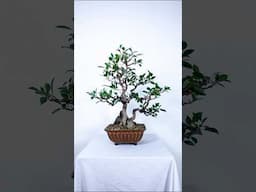 Restoring a Gorgeous Ficus Bonsai