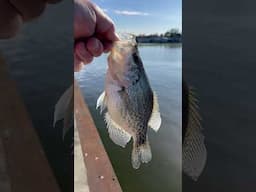 Crappie fishing in Florida #crappie #fishing  #shorts #florida