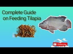 How I Feed Tilapia Fry During Hatching