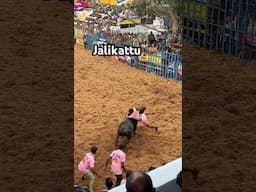 Jalikattu- Bull Taming Festival of Tamilnadu | Jallikattu, Pongal, South India |