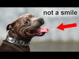 The Real Reason Dogs "Smile" Is Scary