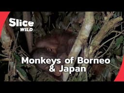 Monkeys of Borneo and Japan: Water, Wisdom, and Adaptation | SLICE WILD | FULL DOC