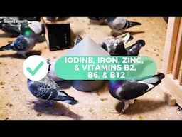 Improving pigeon STAMINA & OXYGEN levels combination of proper Nutrition, Supplements, and Training.