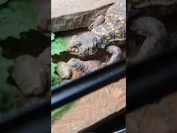 Lizard Sees Her Babies First Time