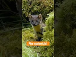 Where there are Scots Pines, there are pine martens. #wildlife #scotland #naturepbs #pinemarten