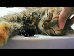 1 Hour | ASMR : Healing Cats Purring for Relaxation and Deep Sleep