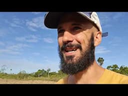 Pineapple + Brazilian Pepper in Agroforestry = WIN? | FOOD FOREST |