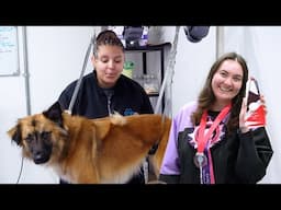 Day in the Life of a Dog Groomer Ep 13 | Competition results 🏆