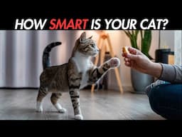 15 Genius Signs Your Cat Might Be Smarter Than You Think