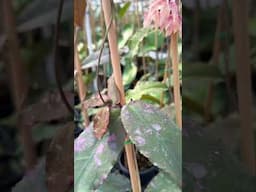 Hoya undulata MAJOR flower bloom inside Aroid Greenhouses