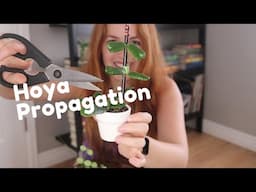 How to Propagate Hoyas