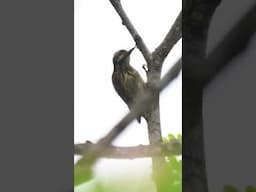 Philippine Pygmy Woodpecker woodpecking #birds #birding #birdsofthephilippines