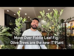 Can You Really Grow An Olive Tree as a Indoor Houseplant?!