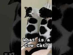 What is a Cow Cat? 🤔🐮🐱 (The Reverse Tuxedo Cat)