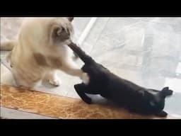 Funniest Cats No Dogs Video 2024 😻 Try Not to Laugh