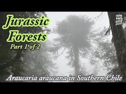 Jurassic Forests of Southern Chile : Part 1 of 2