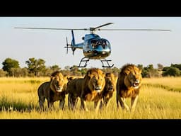 Helicopter Flight over Africa's Okavango Delta | Scenic Aerial Safari (4K UHD)