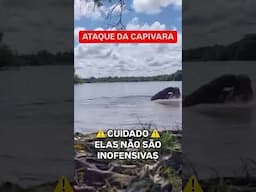 Capivara atacando