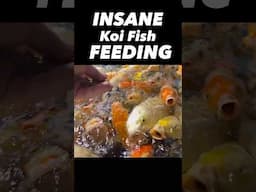 Koi Fish Feeding x1000 #koifish #koifishpond #koifishpond