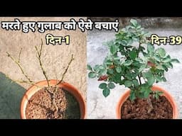 मरते हुए गुलाब को मरने से कैसे बचाएं | How To Save Dying Rose Plant