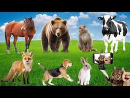 Sounds of Beautiful Animal Moments: Cat, Dog, Horse, Dolphin, Tiger and Cow | Moments Wildlife