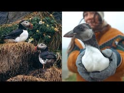 ICELAND // puffins & puffling season - Westman Islands, Stokksnes, Reynisfjara and more (+GREENLAND)