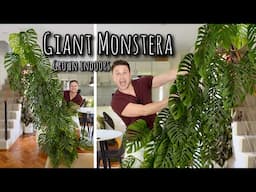 Growing & chopping up my huge Monstera adansonii (includes 12 months of updates)