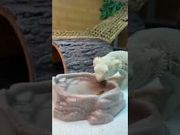 Get your bearded dragon to drink water!