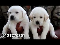 puppies for sale | beagle | labrador | golden retriever | German shepherd | shihtzu | rotwiller