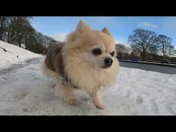 Enjoy Frosty Fun with Chico in the park